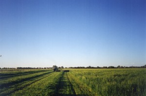 1245 13 Hay cutting into windrow LOXTON SA (7)