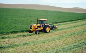 1248....13ft Irrigated hay into windrow Keith SA (9) - Copy