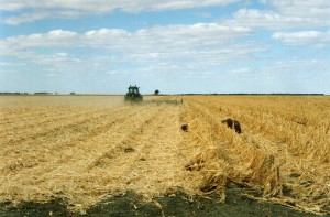 1257aa Loxton 7.9m (26') Subble mulching Maize NSW (1)