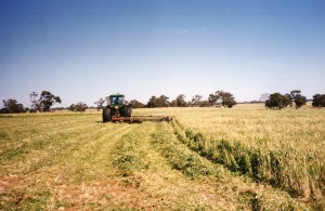 76 july loxton red model 3 windrowing two windrows.Victoria